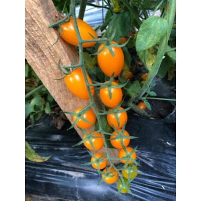 Семена детерминантного томата Миникин F1 ранний, (500 семян.) Lark Seeds
